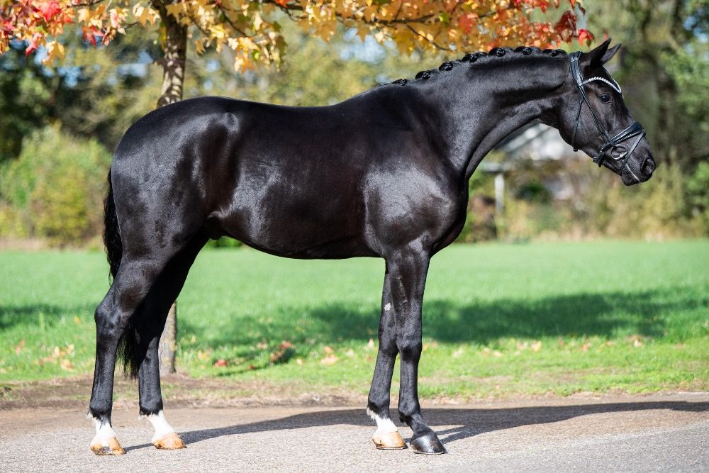 KWPN dressuurpaard Ruin 3 jaar Zwart te koop - Foto 3
