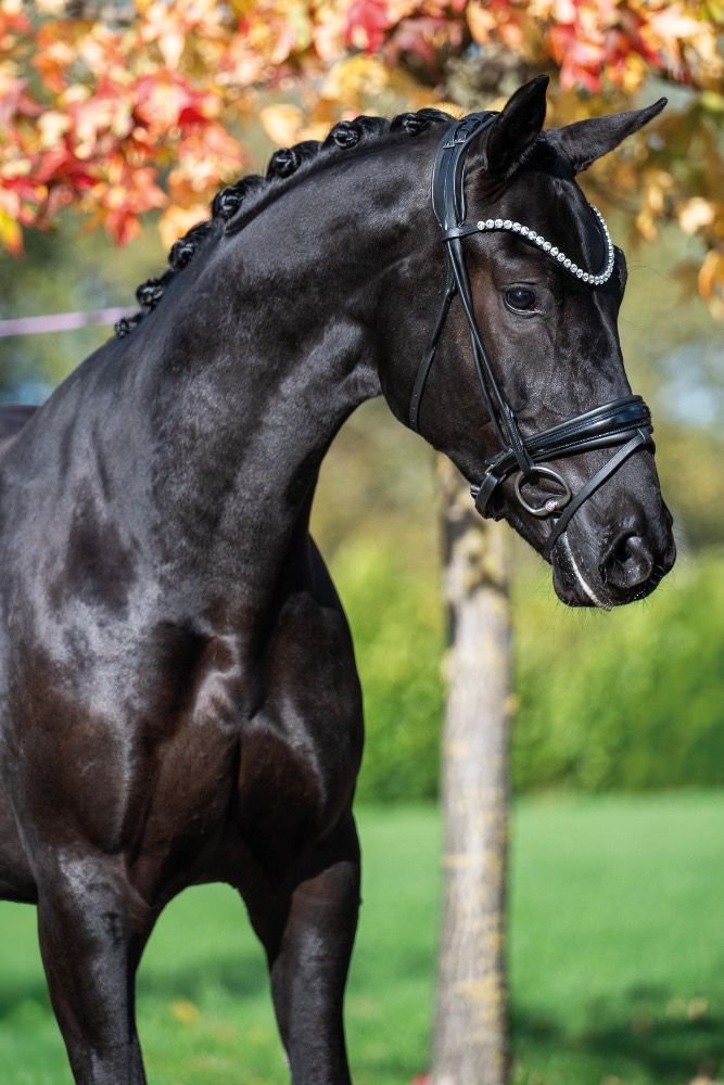 KWPN dressuurpaard Ruin 3 jaar Zwart te koop - Foto 2