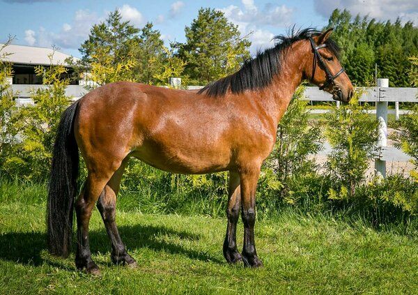 Estonian Native Horse dressage, show jumping, harness stallion 1.06.2020 歳 Bay 売り出し中 - 写真 3