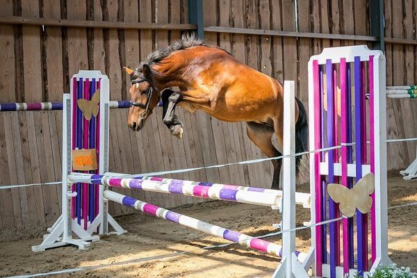 Estonian Native Horse dressage, show jumping, harness stallion 1.06.2020 歳 Bay 売り出し中 - 写真 2