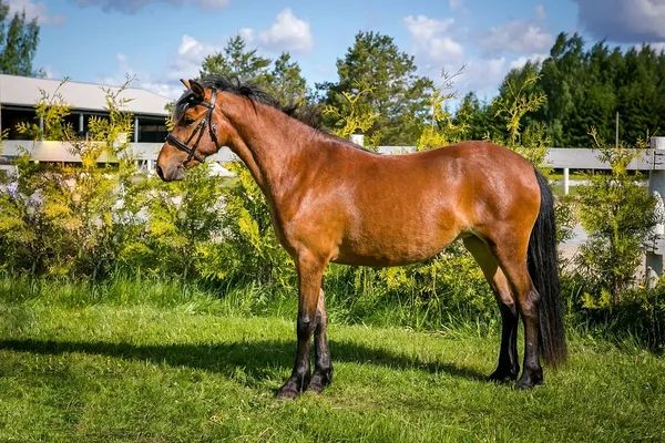Estonian Native Horse dressage, show jumping, harness stallion 1.06.2020 歳 Bay 売り出し中 - 写真 4