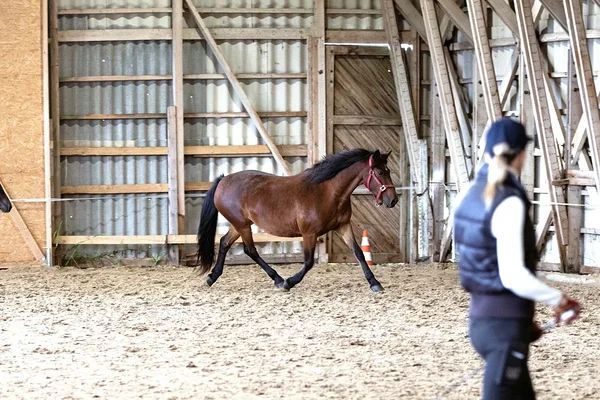 Estonian Native Horse dressage, show jumping, harness stallion 1.06.2020 歳 Bay 売り出し中 - 写真 6