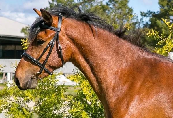Estonian Native Horse dressage, show jumping, harness stallion 1.06.2020 歳 Bay 売り出し中 - 写真 5