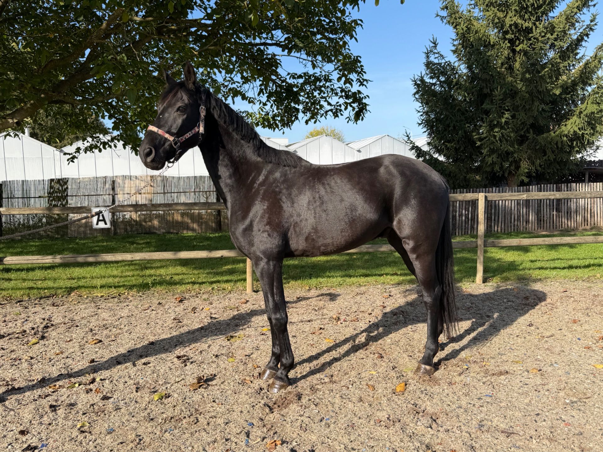 zangersheide springpaard ruin 5 jaar zwart te koop - Foto 2