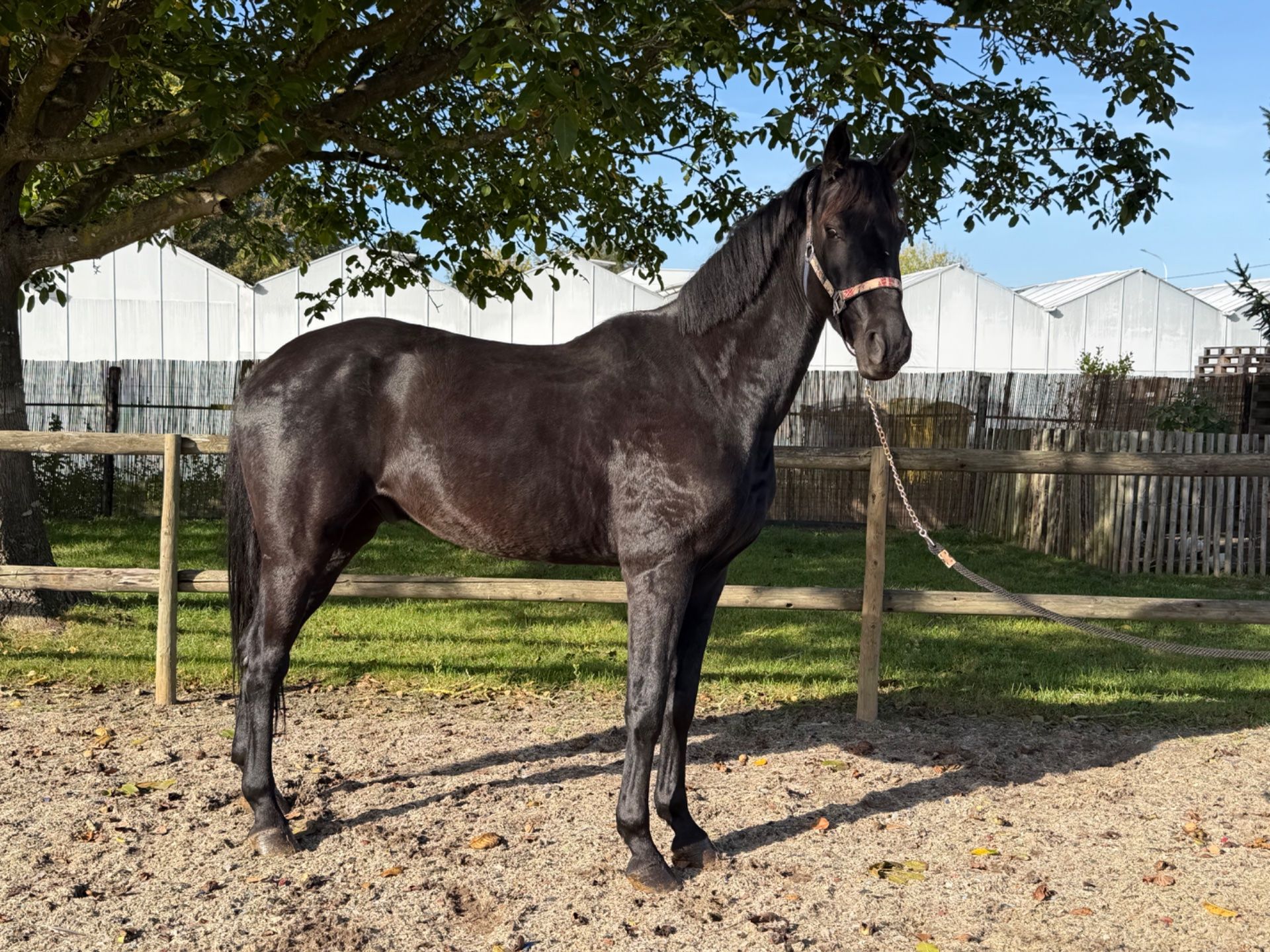 zangersheide springpaard ruin 5 jaar zwart te koop - Foto 3