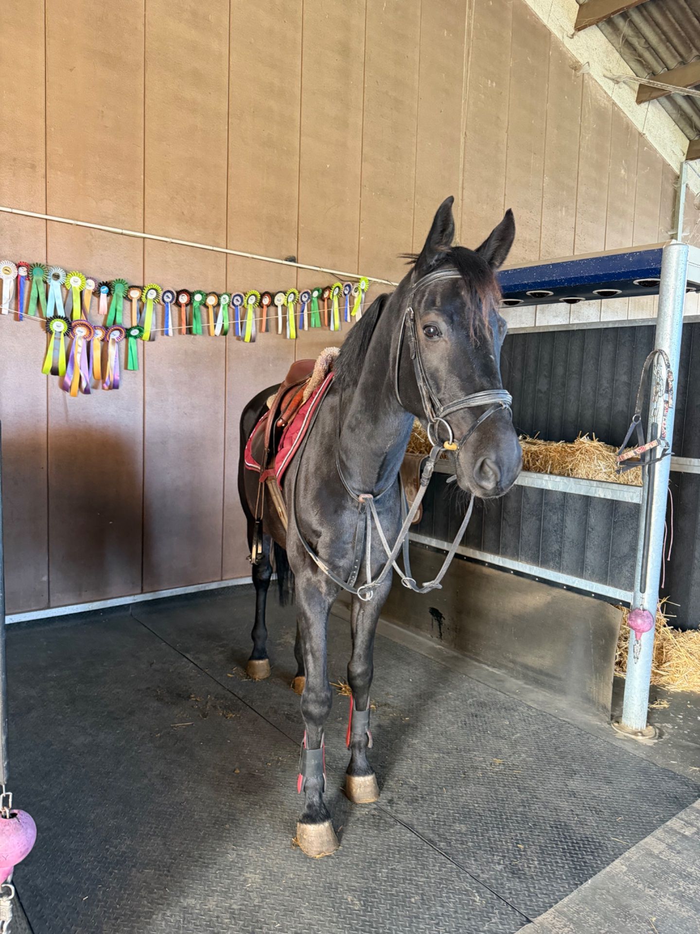 zangersheide springpaard ruin 5 jaar zwart te koop - Foto 4