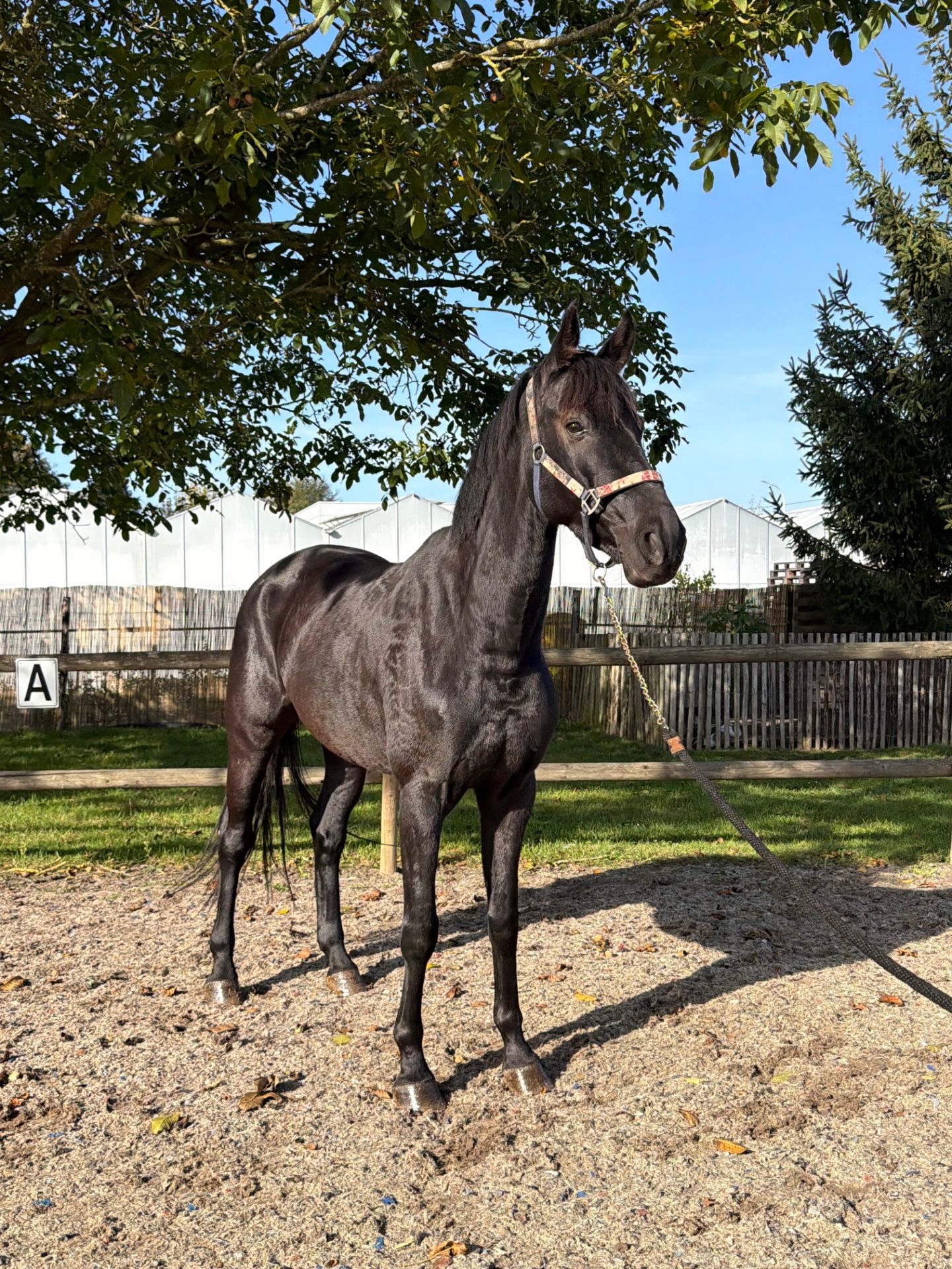 Makkelijk te rijden, braaf Springpaard, Ruin, 5 jaar