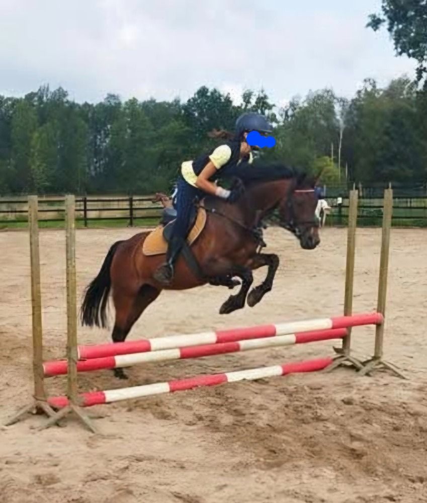 Welsh allround-pony Merrie 16 jaar Donkerbruin te koop - Foto 2