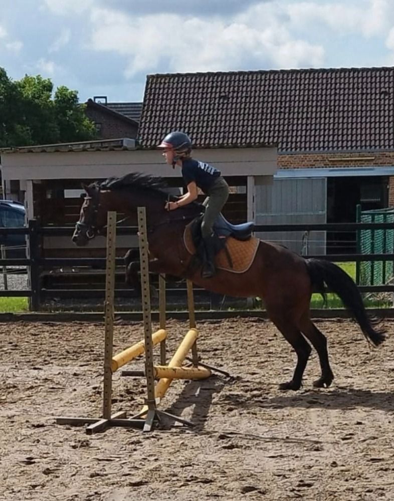 C pony merrie