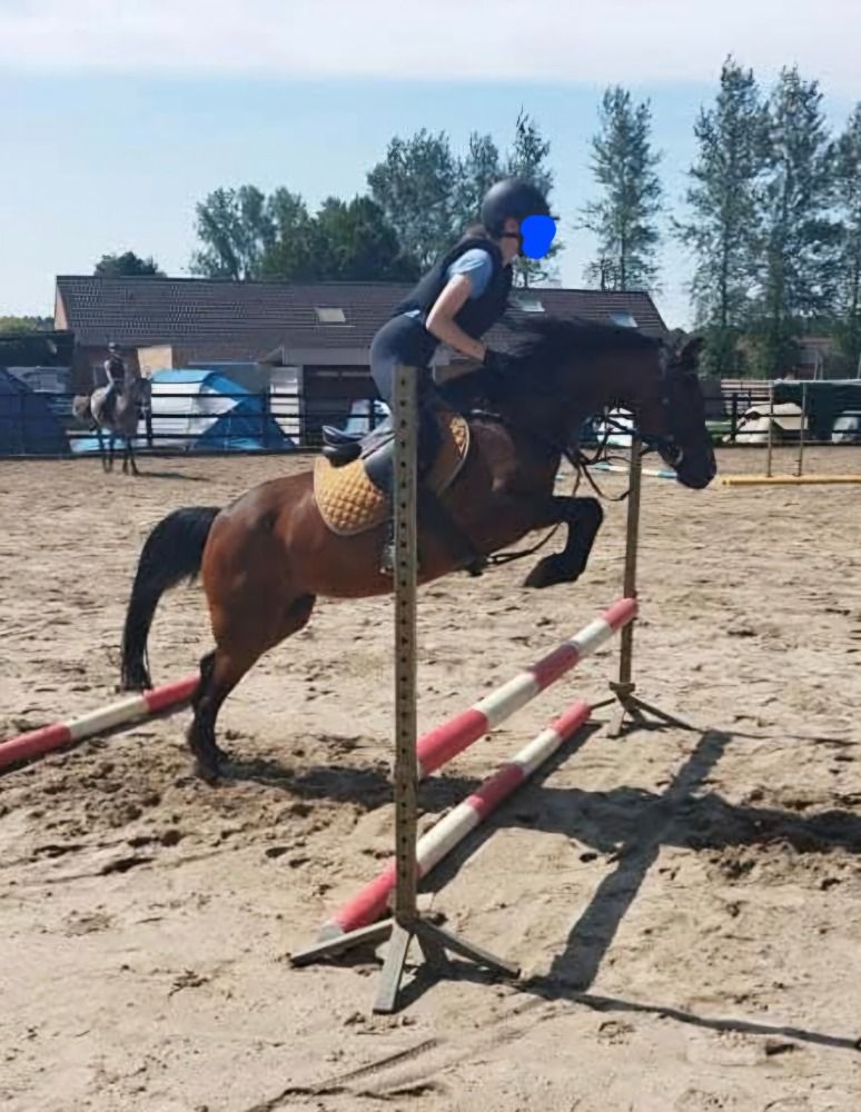 Welsh allround-pony Merrie 16 jaar Donkerbruin te koop - Foto 3