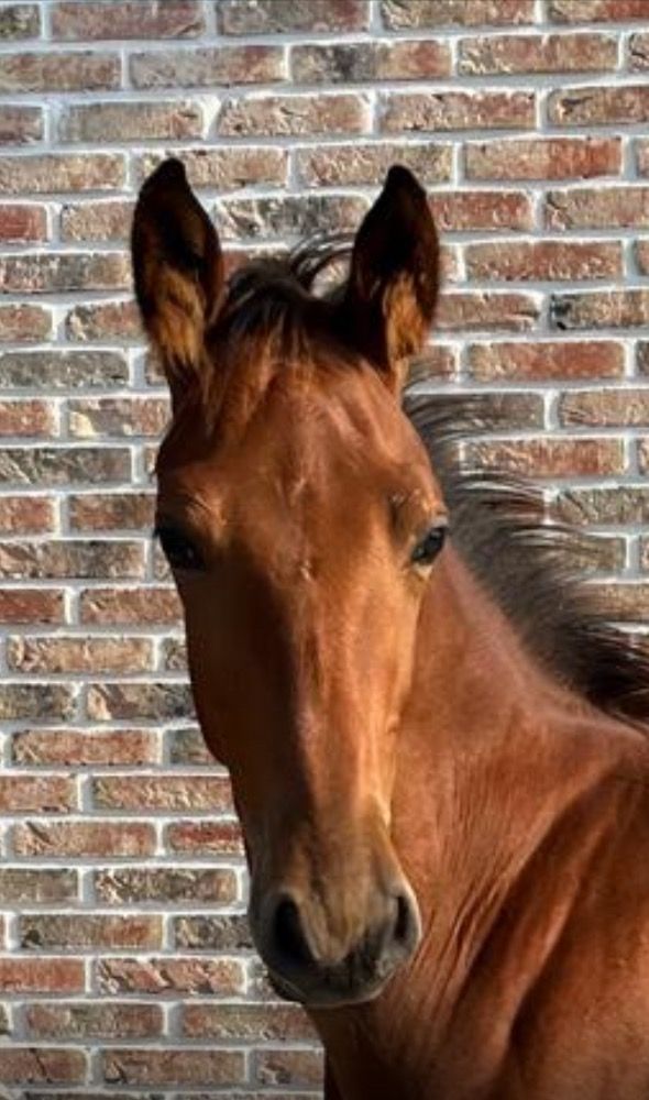 springpaard Hengst Donkerbruin te koop - Foto 5