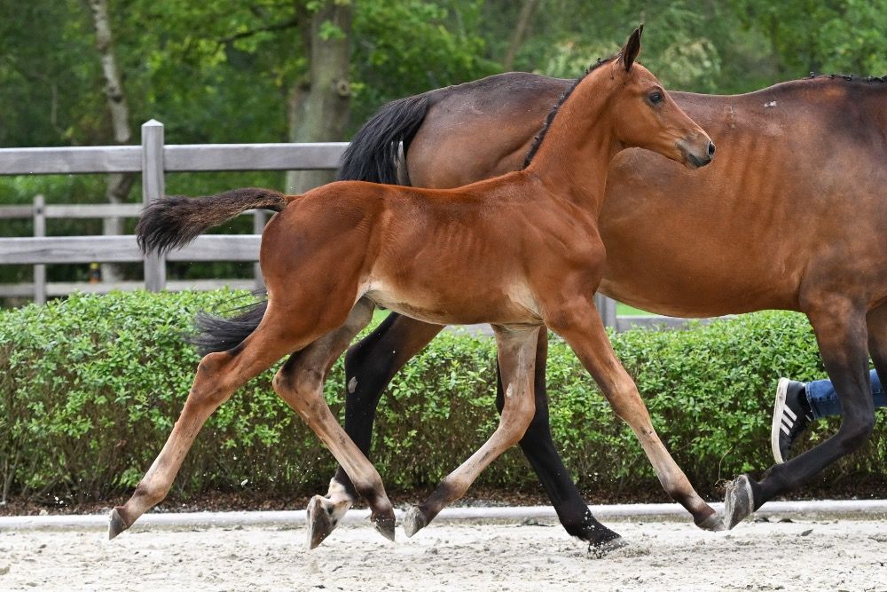 springpaard Hengst Donkerbruin te koop - Foto 2