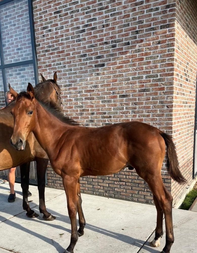 springpaard Hengst Donkerbruin te koop - Foto 4