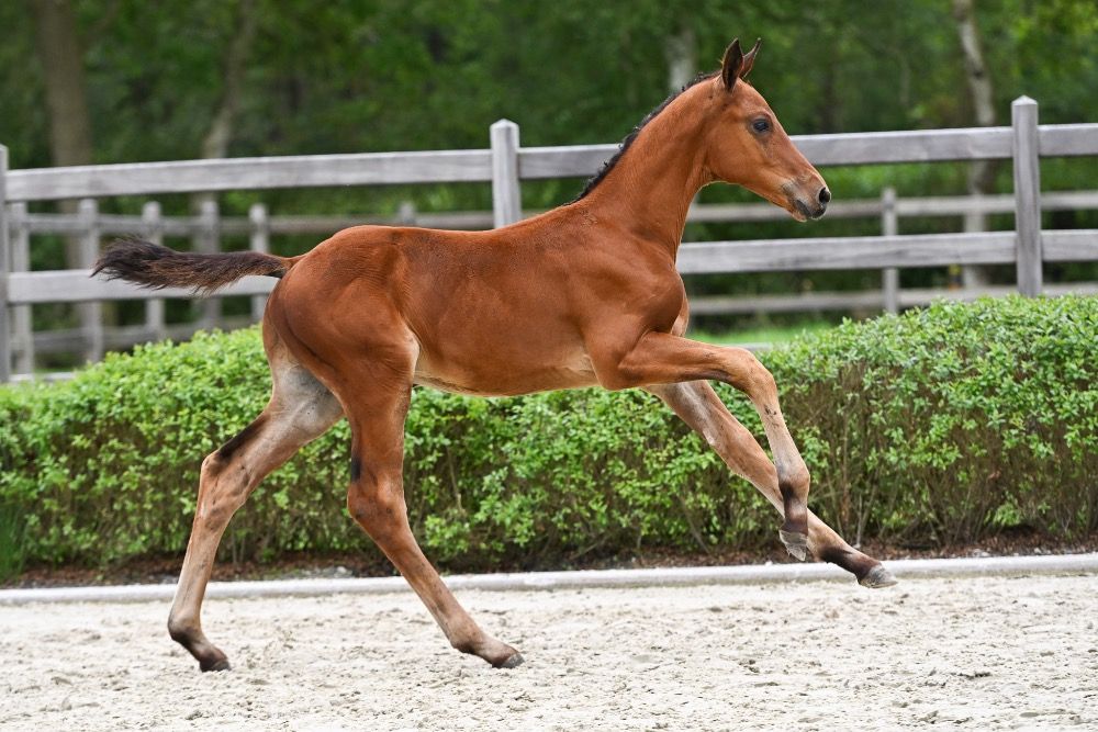 springpaard Hengst Donkerbruin te koop - Foto 3