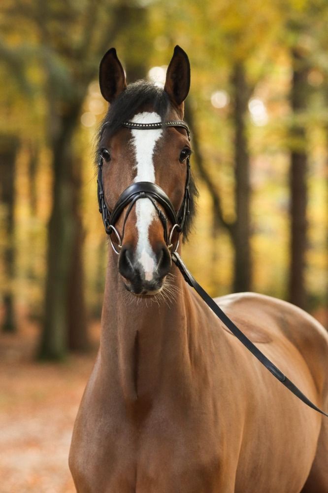 KWPN recreatie paard Ruin 7 years old Bruin for sale - Photo 3