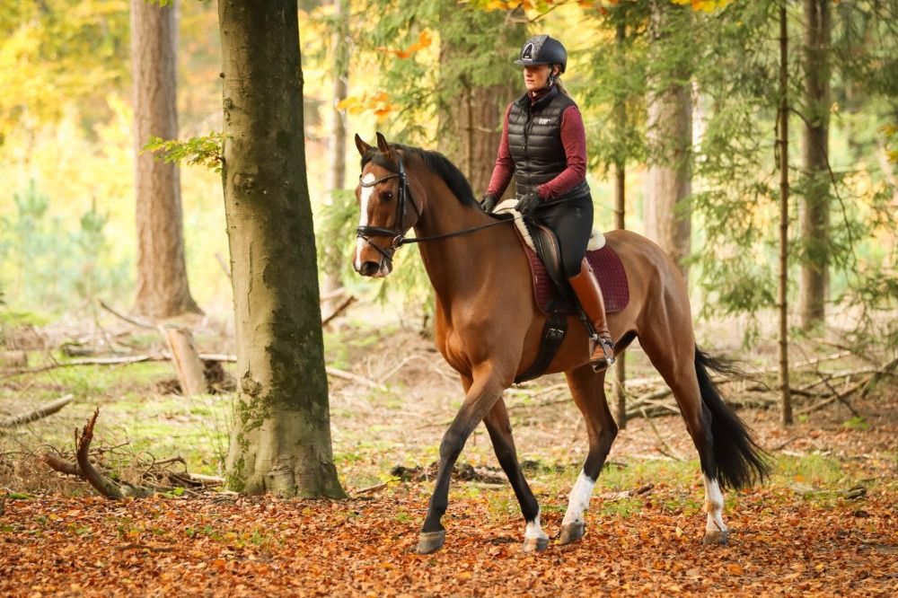 KWPN recreatie paard Ruin 7 years old Bruin for sale - Photo 5