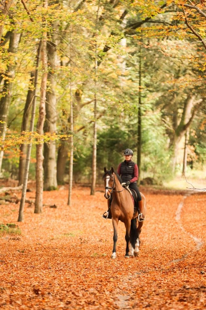 KWPN recreatie paard Ruin 7 years old Bruin for sale - Photo 4