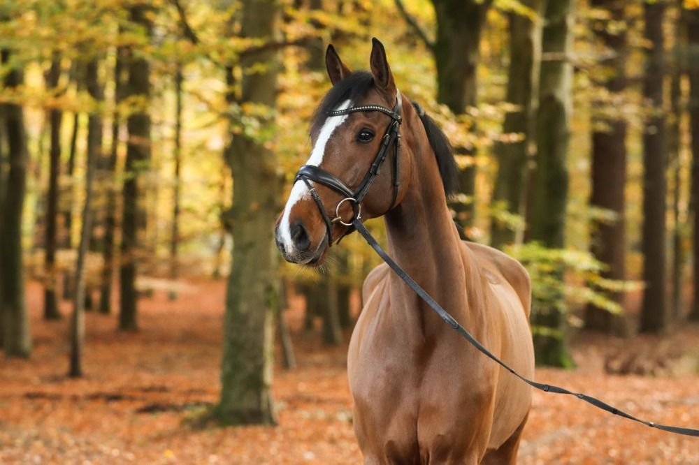 Reliable gelding (reserved)