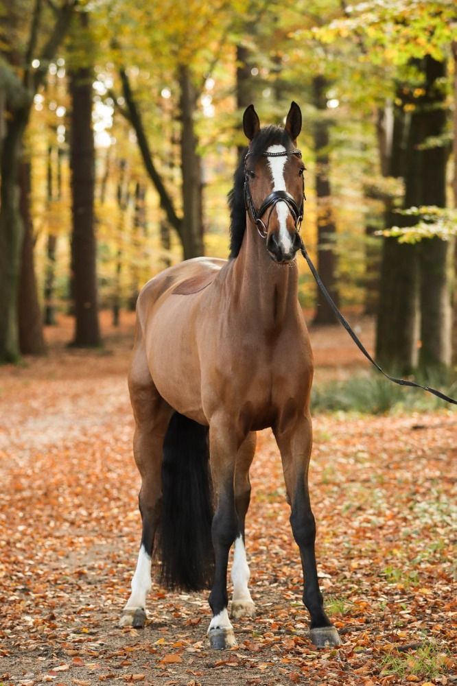 KWPN recreatie paard Ruin 7 years old Bruin for sale - Photo 6