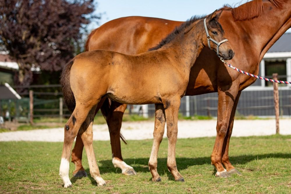 KWPN dressuurpaard Hengst Donkerbruin te koop - Foto 5