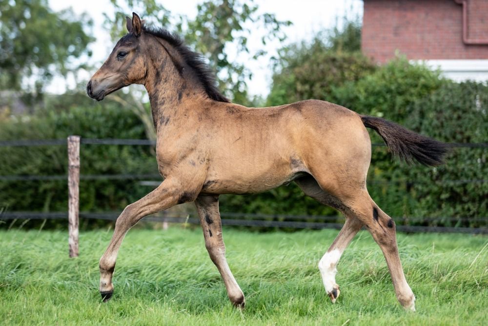 KWPN dressuurpaard Hengst Donkerbruin te koop - Foto 2