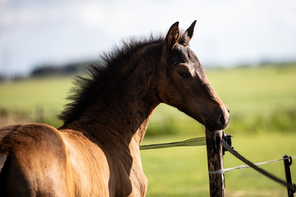 KWPN dressuurpaard Hengst Donkerbruin te koop - Foto 3