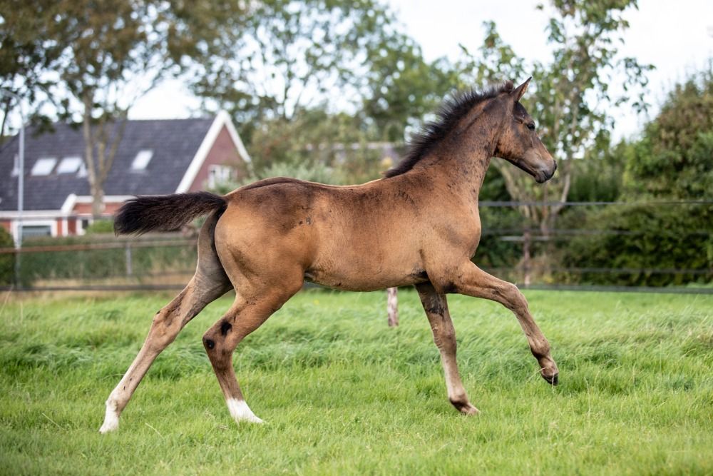 KWPN dressuurpaard Hengst Donkerbruin te koop - Foto 6