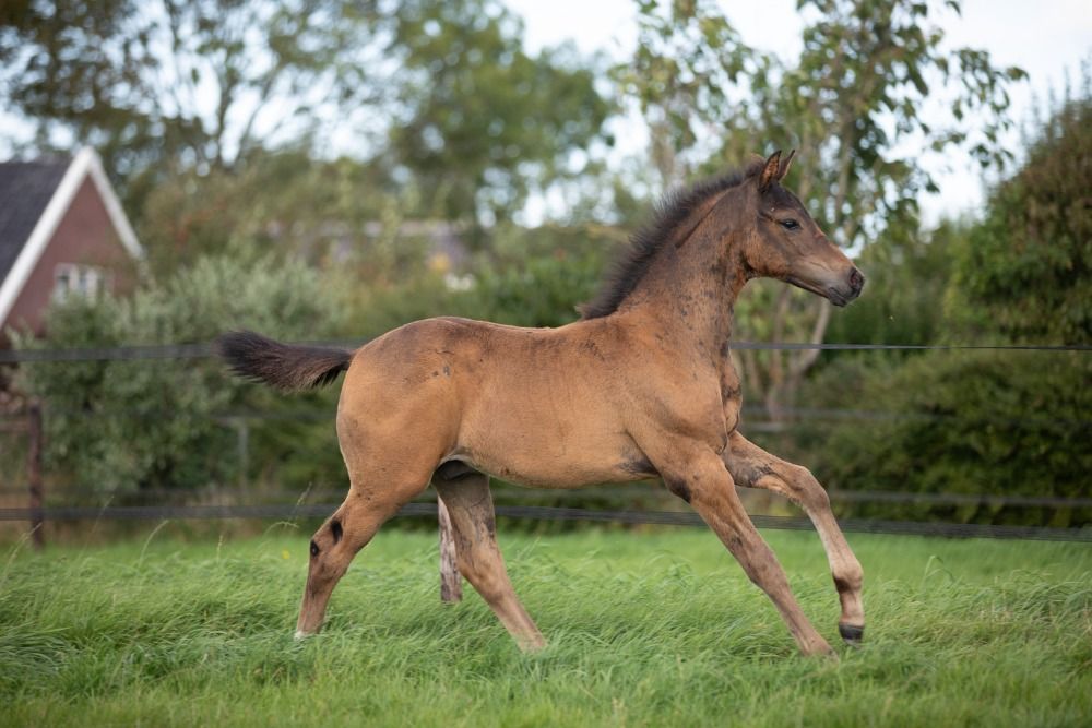 KWPN dressuurpaard Hengst Donkerbruin te koop - Foto 4