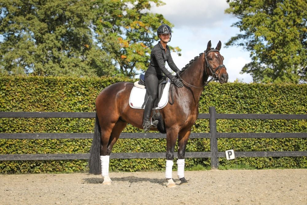 Junior/dames paard direct van fokker