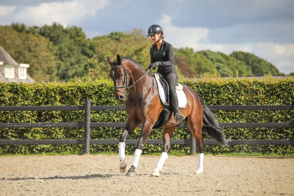 KWPN dressuurpaard Ruin 6 jaar Bruin te koop - Foto 5