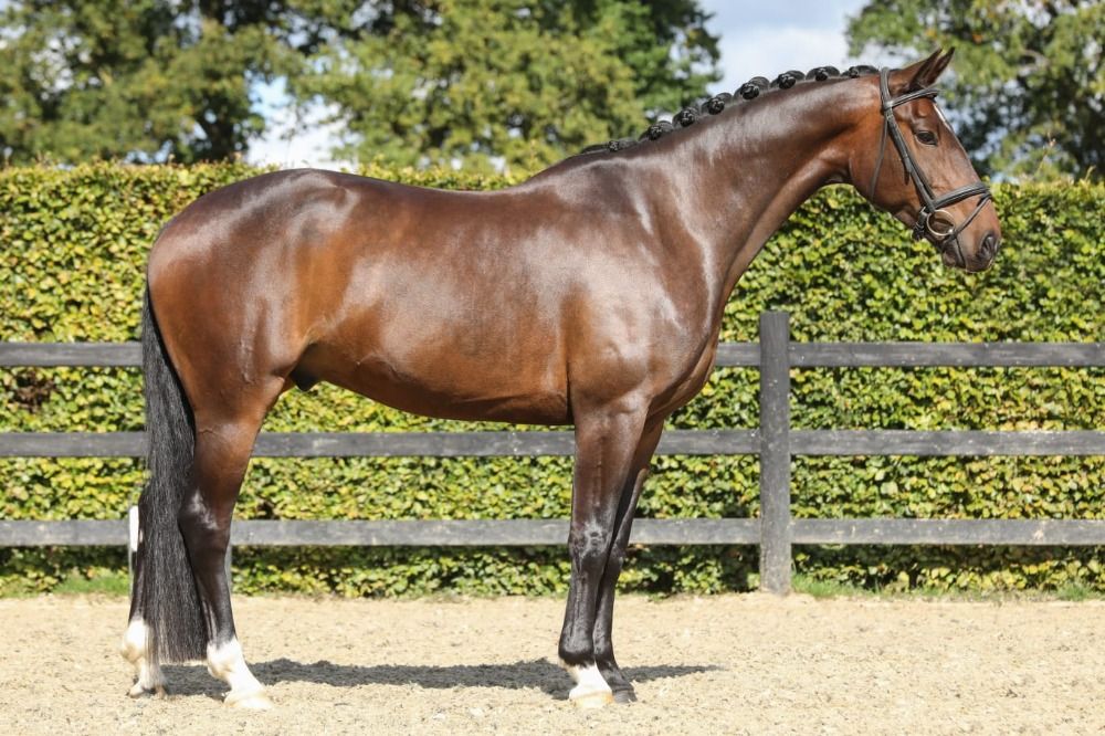 KWPN dressuurpaard Ruin 6 jaar Bruin te koop - Foto 4
