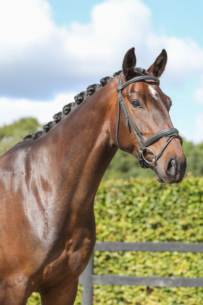 KWPN dressuurpaard Ruin 6 jaar Bruin te koop - Foto 3