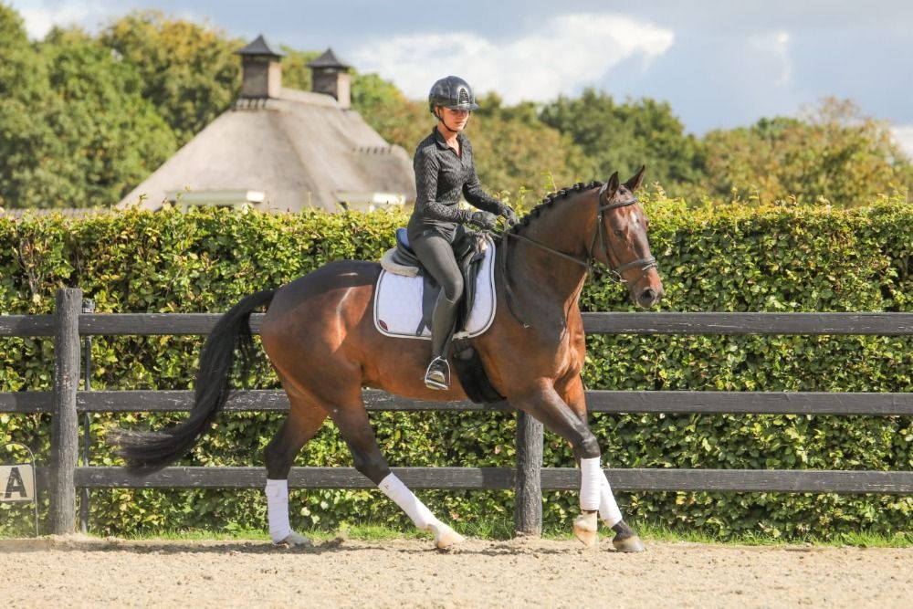 KWPN dressuurpaard Ruin 6 jaar Bruin te koop - Foto 6