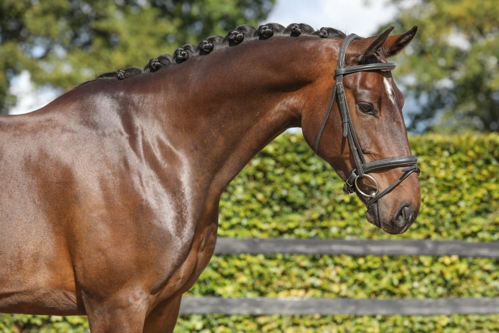 KWPN dressuurpaard Ruin 6 jaar Bruin te koop - Foto 2