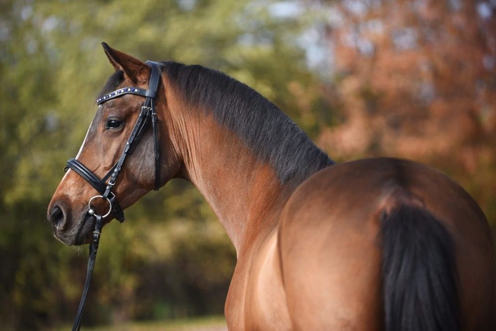 Westfalen springpaard Ruin 3 jaar Bruin te koop - Foto 3