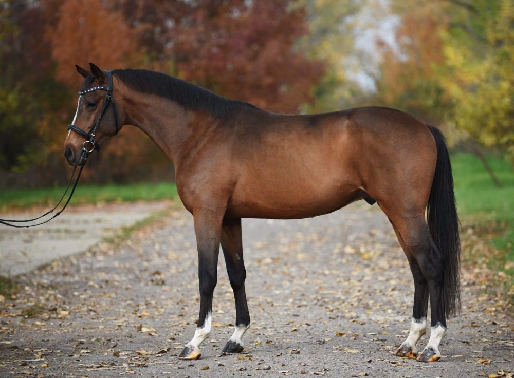 Westfalen springpaard Ruin 3 jaar Bruin te koop - Foto 2