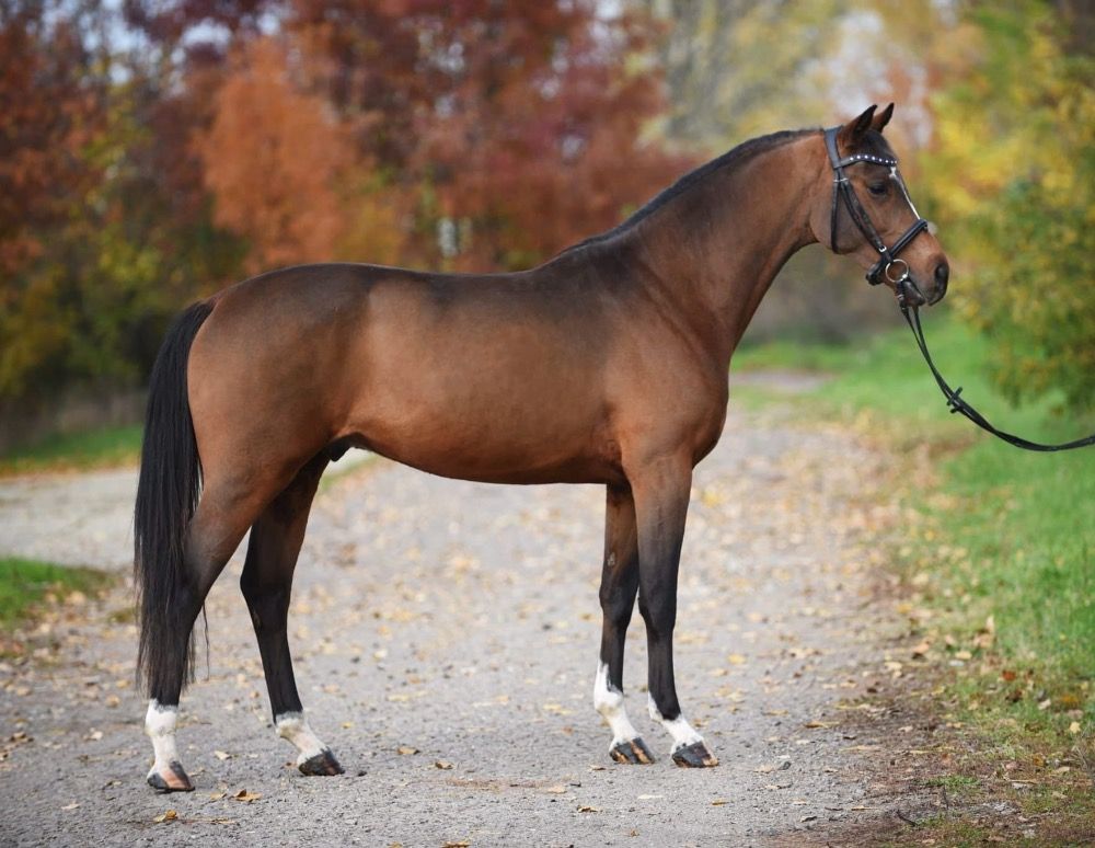 Jager/Springpaard