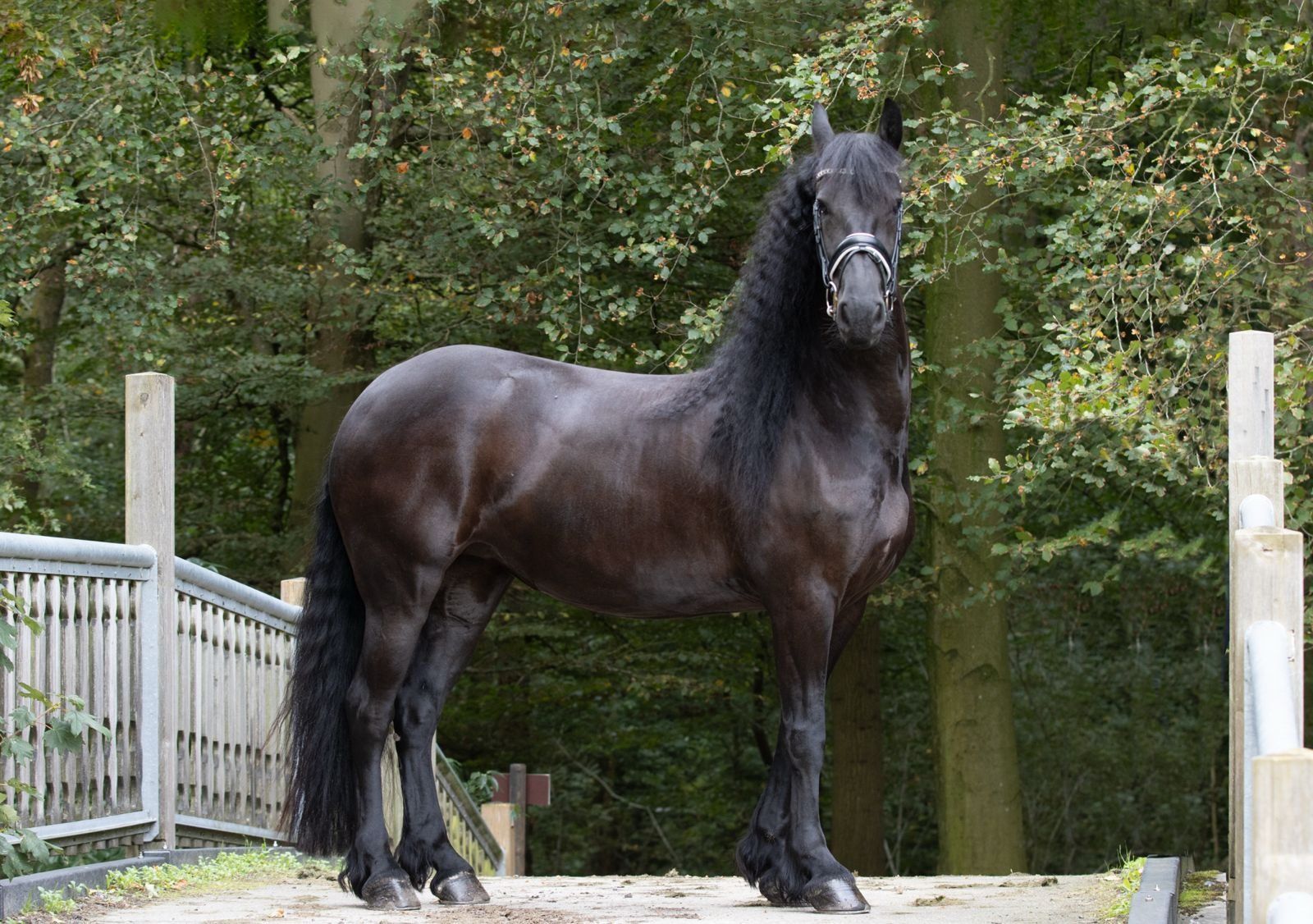 Allrounder, Merrie, 4 jaar