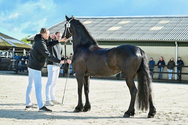 allrounder merrie 4 jaar te koop - Foto 6