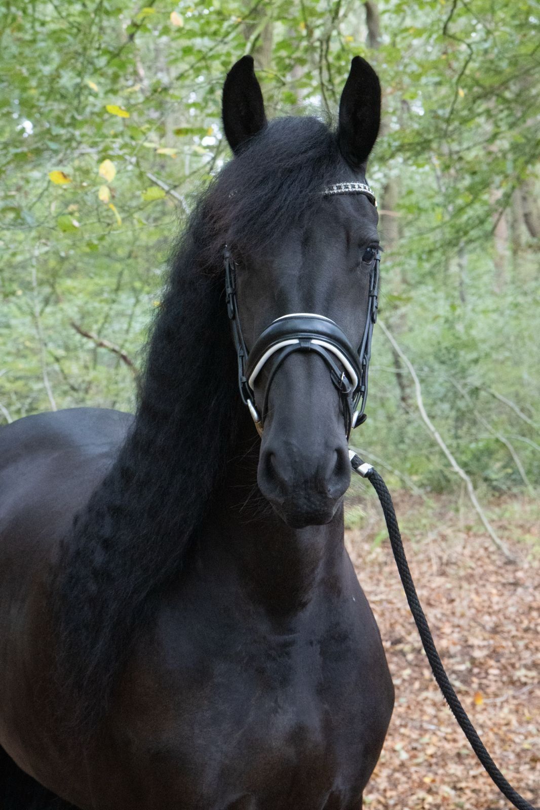 allrounder merrie 4 jaar te koop - Foto 3