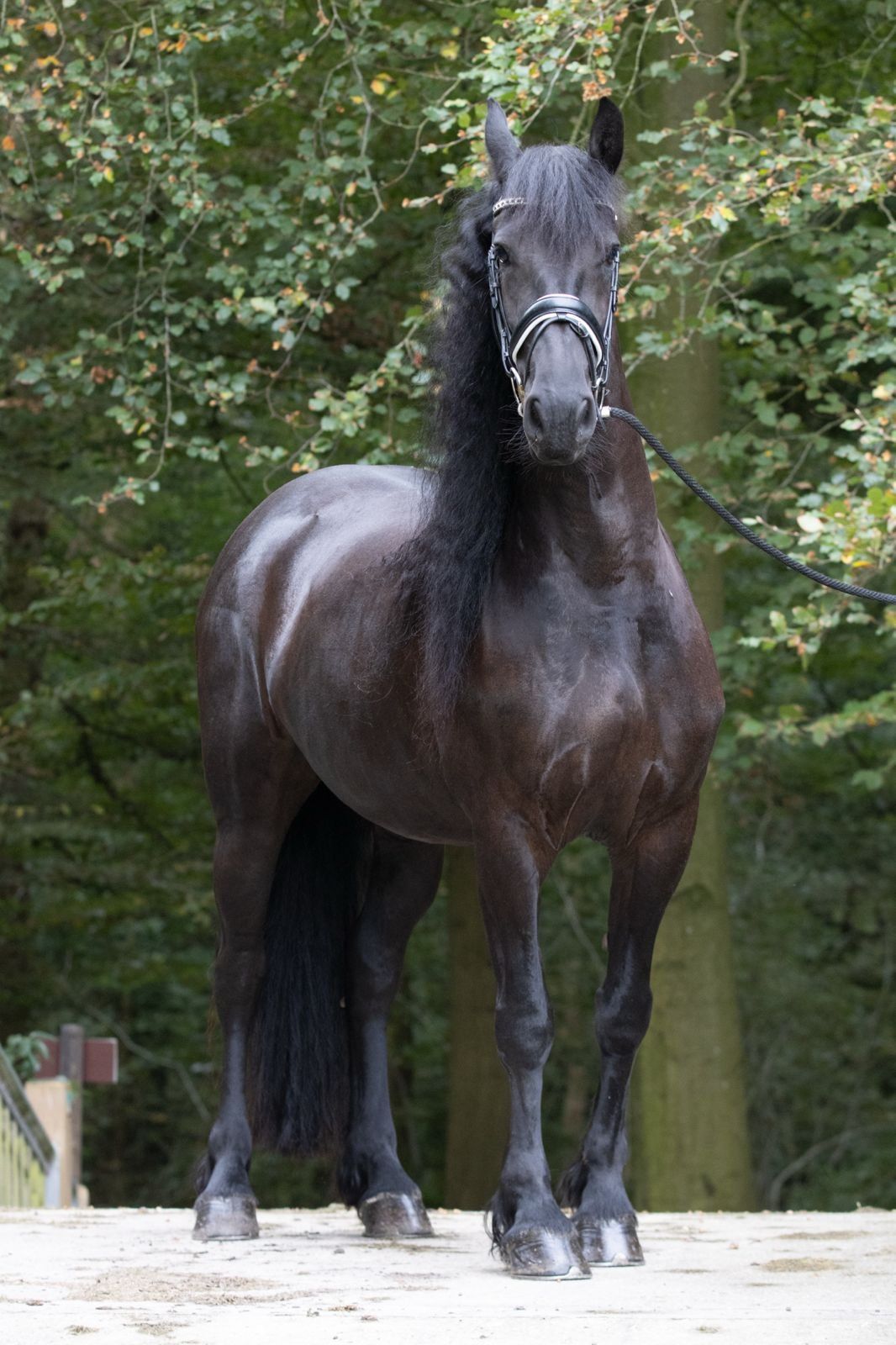 allrounder merrie 4 jaar te koop - Foto 2