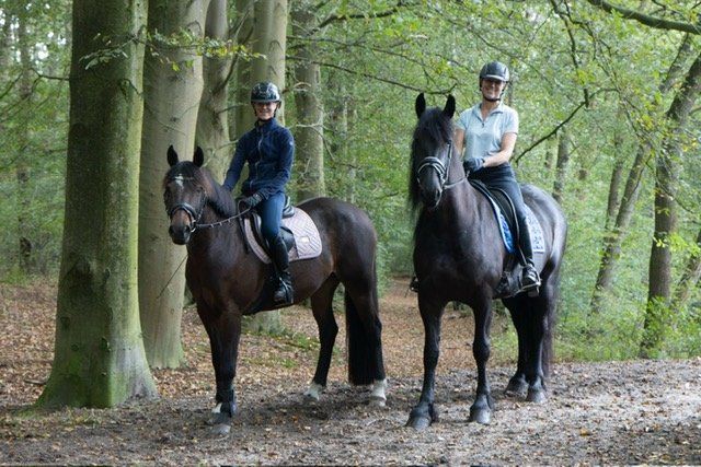 allrounder merrie 4 jaar te koop - Foto 4