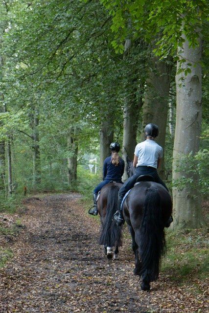 allrounder merrie 4 jaar te koop - Foto 5