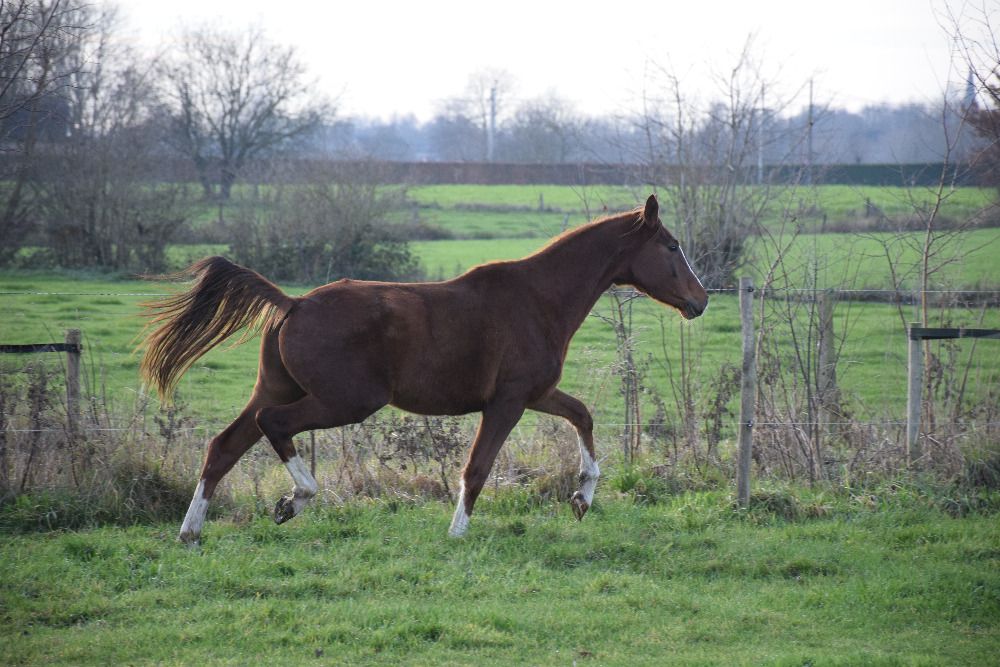BWP dressuurpaard Hengst 2 years old Vos for sale - Photo 2