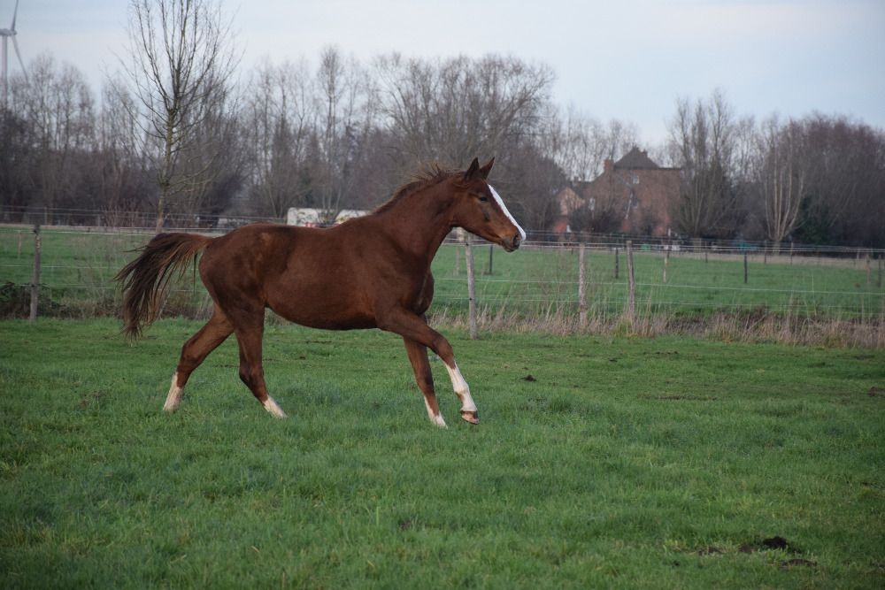 BWP dressuurpaard Hengst 2 years old Vos for sale - Photo 3