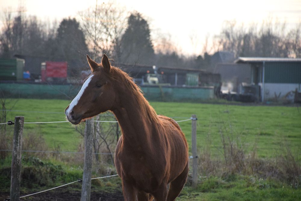 2.5-year-old dressage stallion