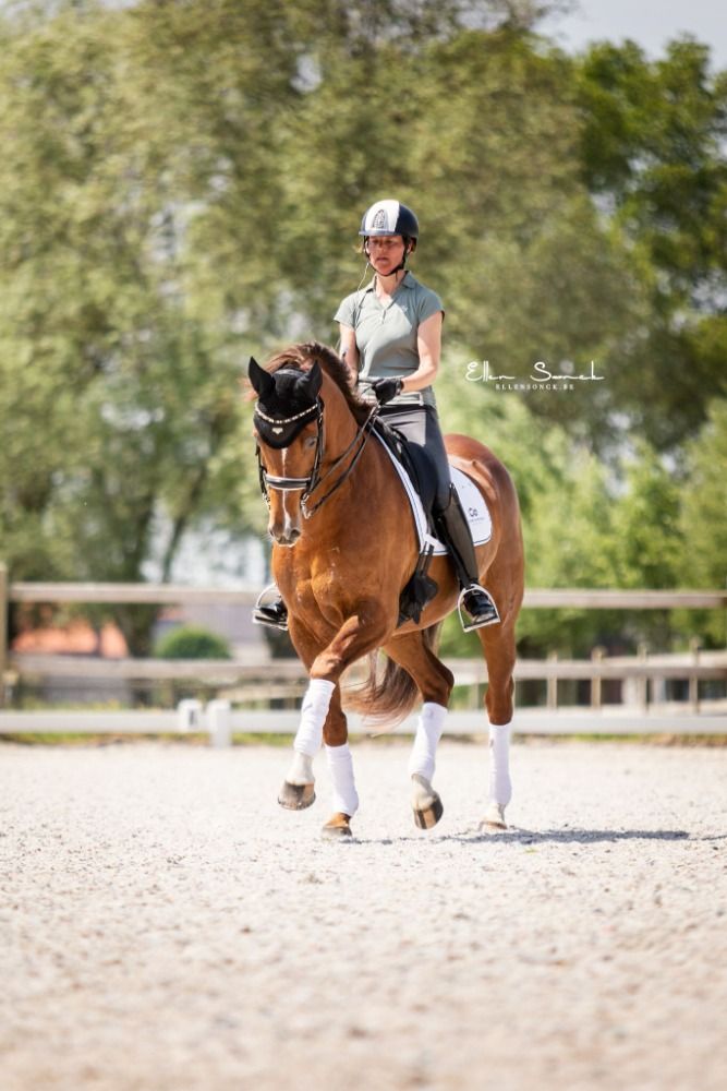 Oldenburg dressuurpaard Merrie 13 jaar Vos te koop - Hoofdfoto