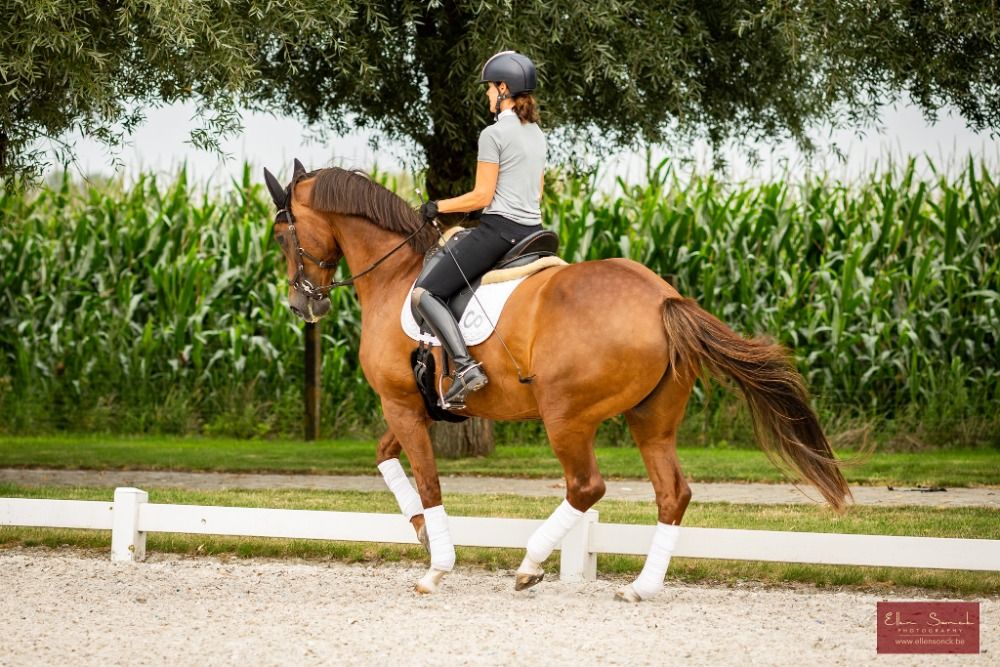 Oldenburg dressuurpaard Merrie 13 jaar Vos te koop - Foto 4