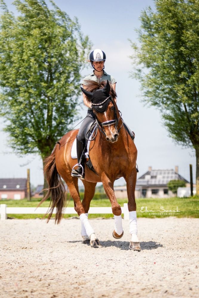 Oldenburg dressuurpaard Merrie 13 jaar Vos te koop - Foto 6