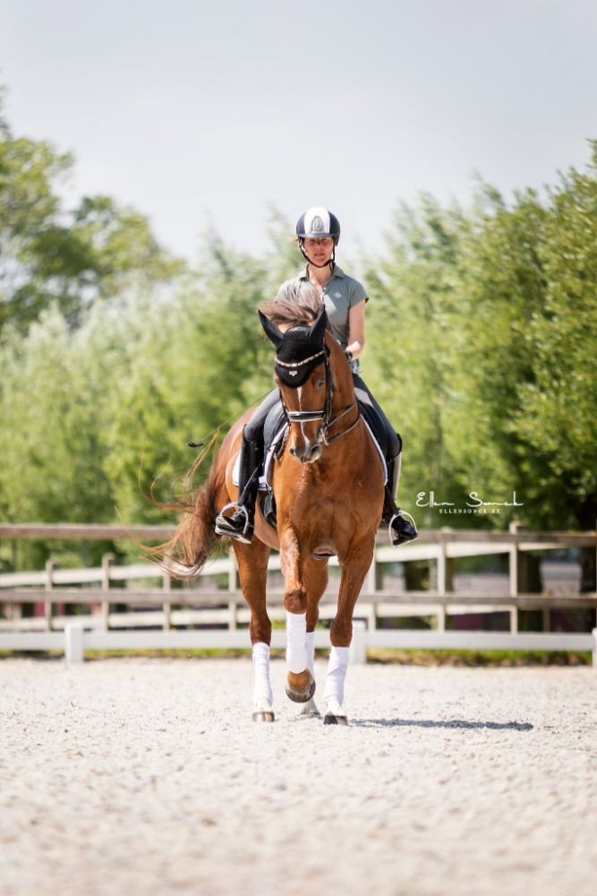 Oldenburg dressuurpaard Merrie 13 jaar Vos te koop - Foto 3